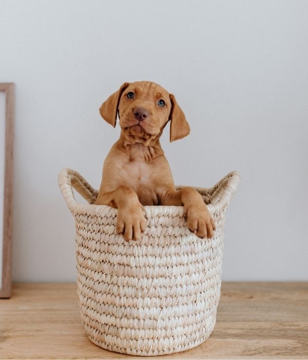 puppy in basket