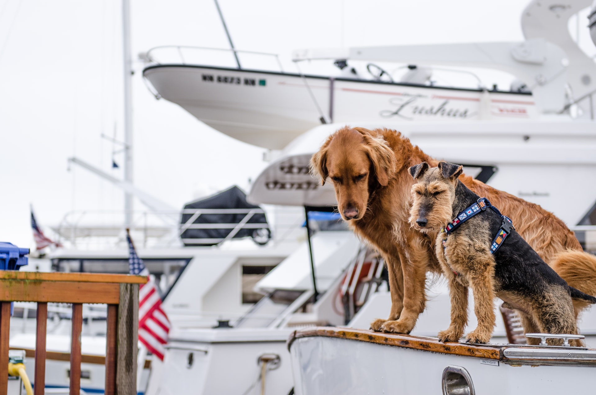 jesse-orrico-oTMahvIX4AM-unsplash (1) (2) Golden lab with its head popped out the backseat window of a car