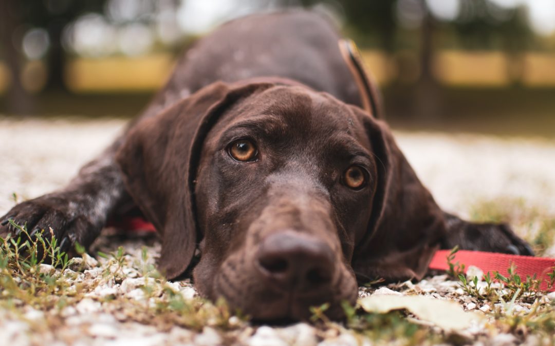 Reasons That Can Cause Diarrhea in Dogs