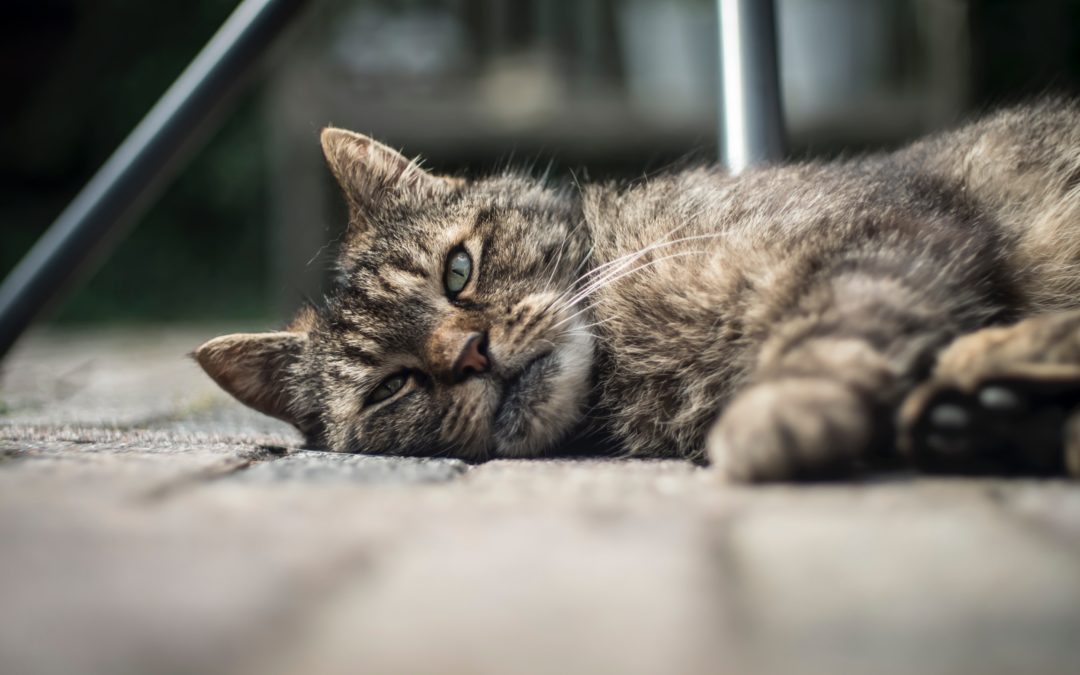 Senior tabby cat laying down