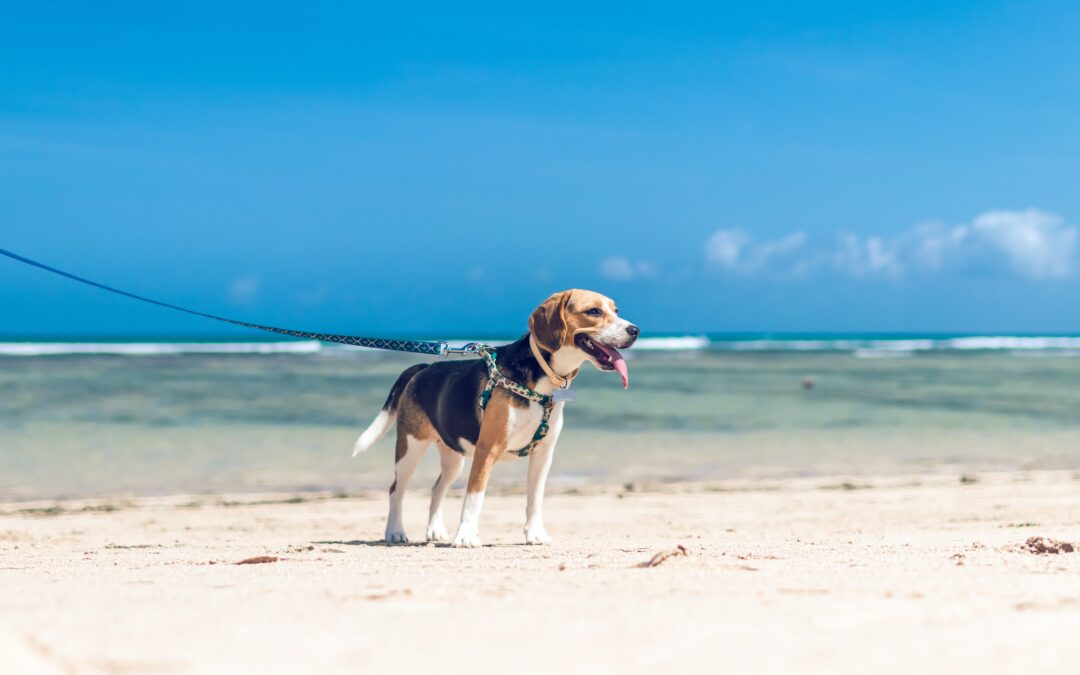 Five Easy Ways to Keep Your Puppy Cool and Secure This Summer