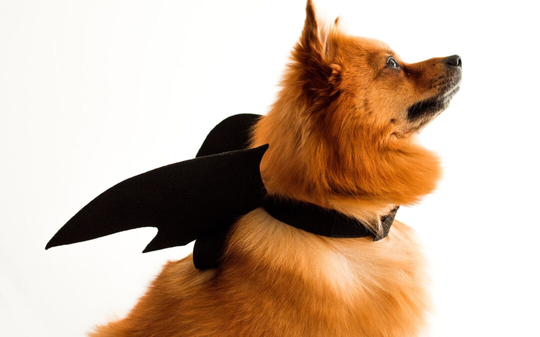 Halloween Pet Safety: Safeguarding Your Furry Friends