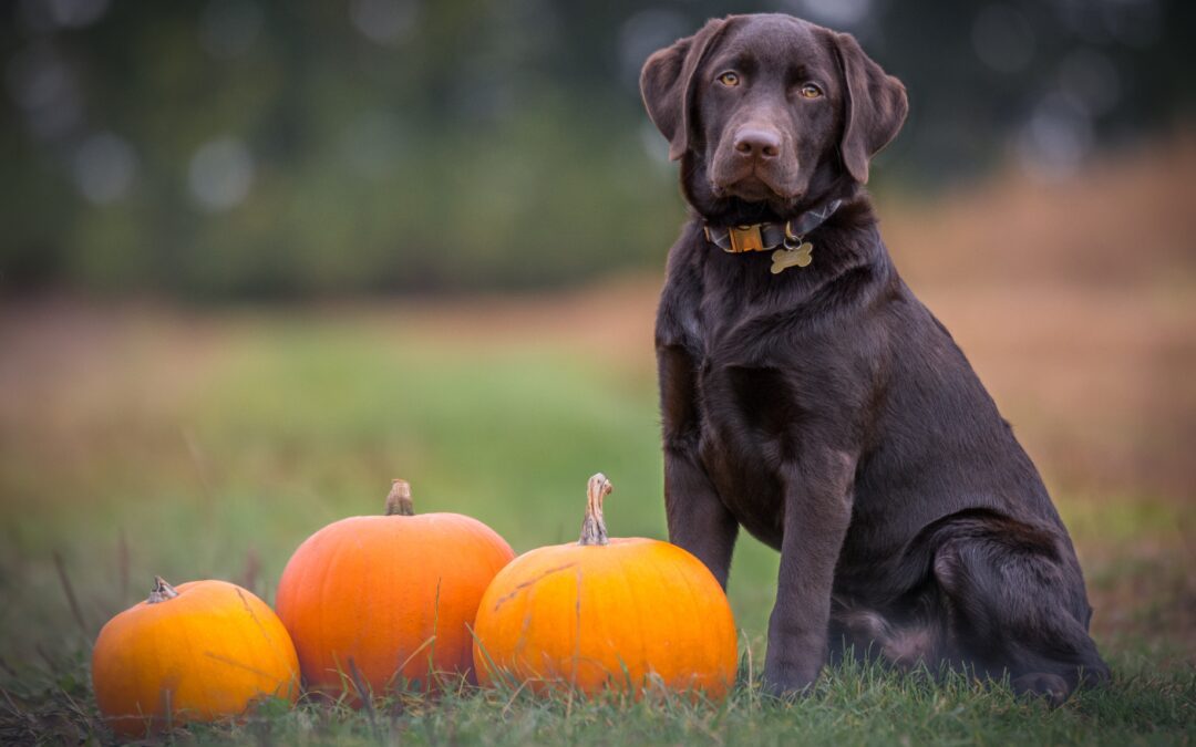 Ensuring a Stress-Free Thanksgiving Celebration with Your Pet