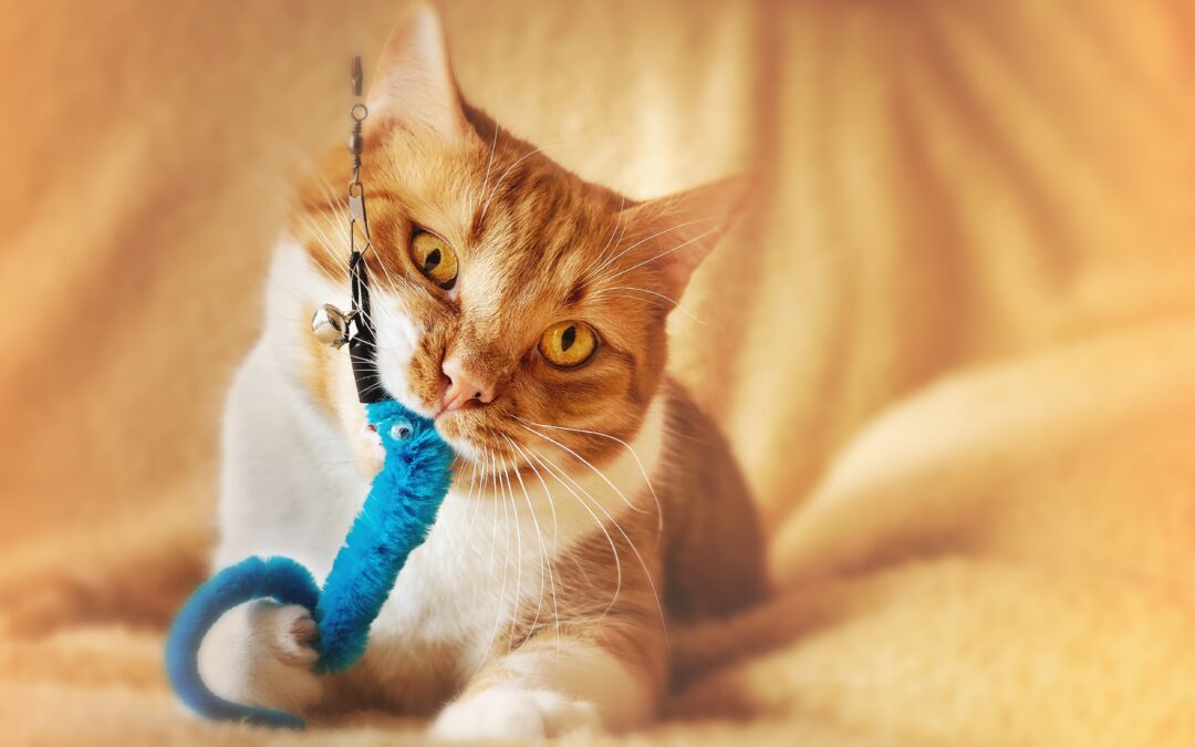 Ginger cat laying down, chewing on a cat toy