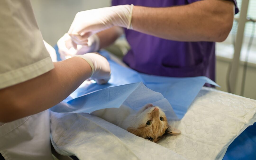 Orange cat on the surgery table